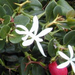 Natal Plum